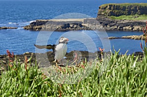 Puffin bird on Lunga Island Treshnish Island Inner Hebridies