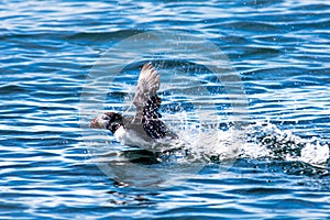 Puffin bird taking off in ocean waters near Acadia National Park, Maine