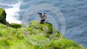 Puffin birds having a sunbath on Mykines island in Faroe Islands