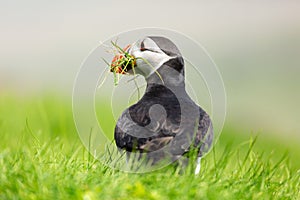 Puffin birds having a sunbath on Mykines island in Faroe Islands