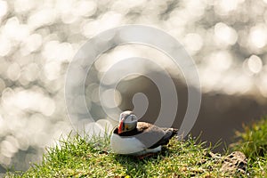 Puffin birds having a sunbath on Mykines island in Faroe Islands