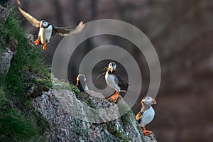Puffin birds on rocky cliffs
