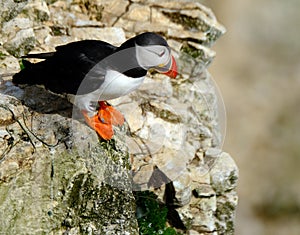 PUFFIN IN BREEDING PLUMAGE ON EAST yORKSHIRE COAST. uk.