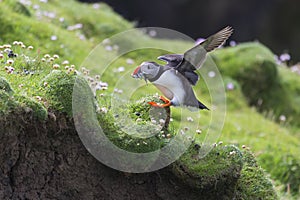 Puffin bringing fish to a nest on Shetland Island for its chicks