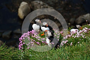 Puffin calling between pink spring flowers on the cliffs of Lunga Island in Scotland