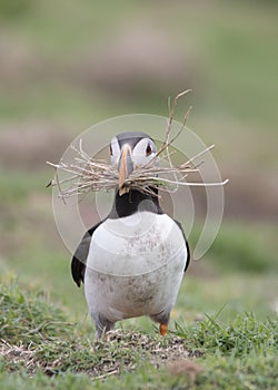 Puffin carrying nesting material forwards photo