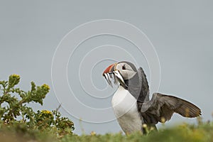 Puffin carrying small fish in its beak on Skomer Island in Wales