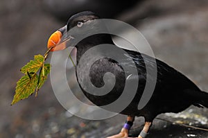 Puffin chick