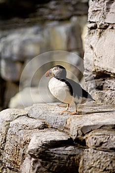 Puffin on Cliff