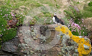 Puffin on the cliff face at Handa Island near Scourie in Sutherland on the north west coast of Scotland UK.