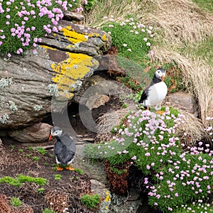 Puffin on the cliff face at Handa Island, small island near Scourie in Sutherland on the north west coast of Scotland UK.