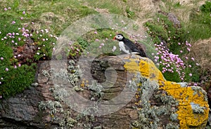 Puffin on the cliff face at Handa Island, small island near Scourie in Sutherland on the north west coast of Scotland UK.