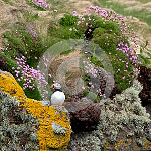 Puffin on the cliff face at Handa Island, small island near Scourie in Sutherland on the north west coast of Scotland UK.