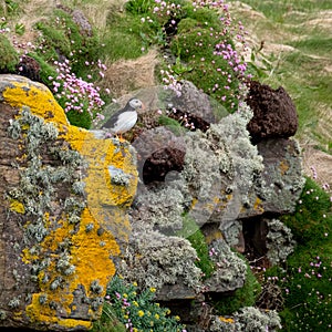 Puffin on the cliff face at Handa Island, small island near Scourie in Sutherland on the north west coast of Scotland UK.