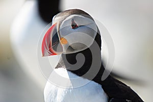 Puffin closeup