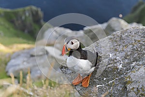 puffin on the coast