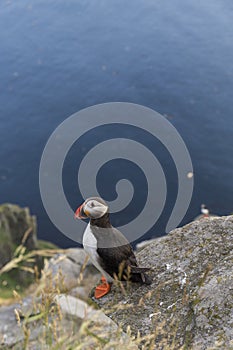 puffin on the coast