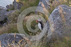 puffin on the coast