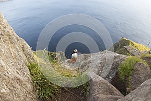 puffin on the coast