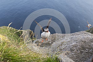 puffin on the coast