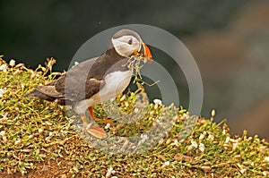 Puffin collecting grass 2 fratercula arctica