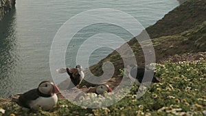 Puffin Colony on Cliffside Cosdtal Landscapes, F Wild Birds Flying and Flapping Wings in Dramatic Go