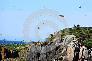 Puffin colony at the Elliston Puffin site, Bonavista Peninsual Newfoundland