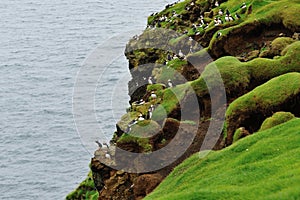 Puffin colony on the hill