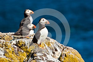 Puffin colony at the Isle of may in Scottland, UK