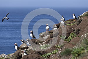 Puffin colony on the rock