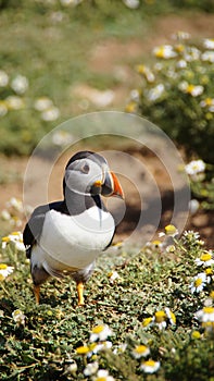 Puffin in daisy field on the wig of Skomer island