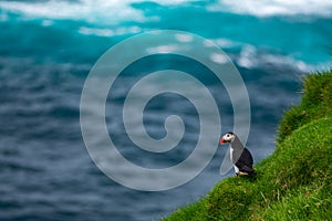 Puffin at the edge of the cliff