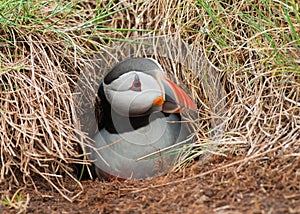 Puffin emerging from burrow photo