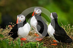 Puffin Family on the rock