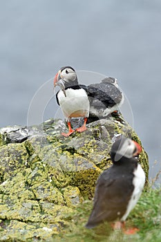 Puffin with a fish.