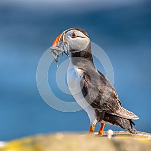 Puffin with fish in beak