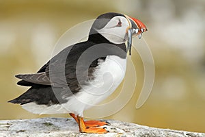 Puffin with fish in its beak