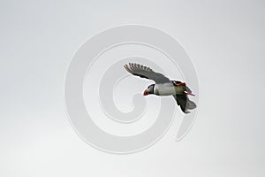 Puffin in flight