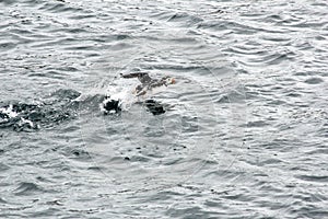 Puffin in Flight