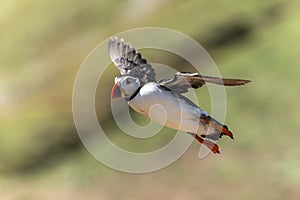 Puffin in flight