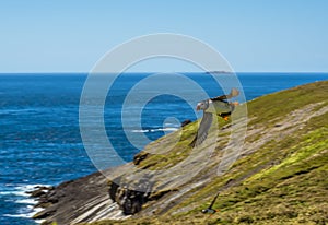 A Puffin in flight above Skomer Island, Wales