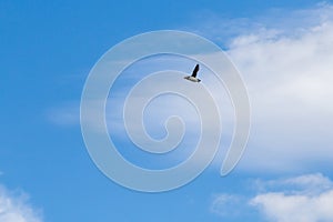 Puffin in flight in Farne Islands