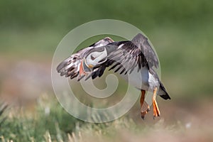 Puffin in flight, Farne islands, Scotland