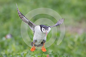 Puffin in flight, Farne islands, Scotland