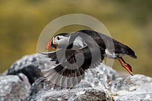 Puffin in flight, Farne islands, Scotland