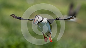 Puffin in flight, Farne islands, Scotland