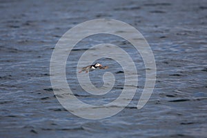 Puffin in Flight