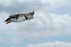 Puffin in flight with sand eels