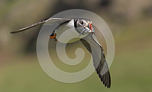 Puffin in flight with sand eels