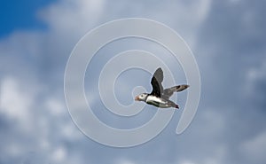 Puffin in flight